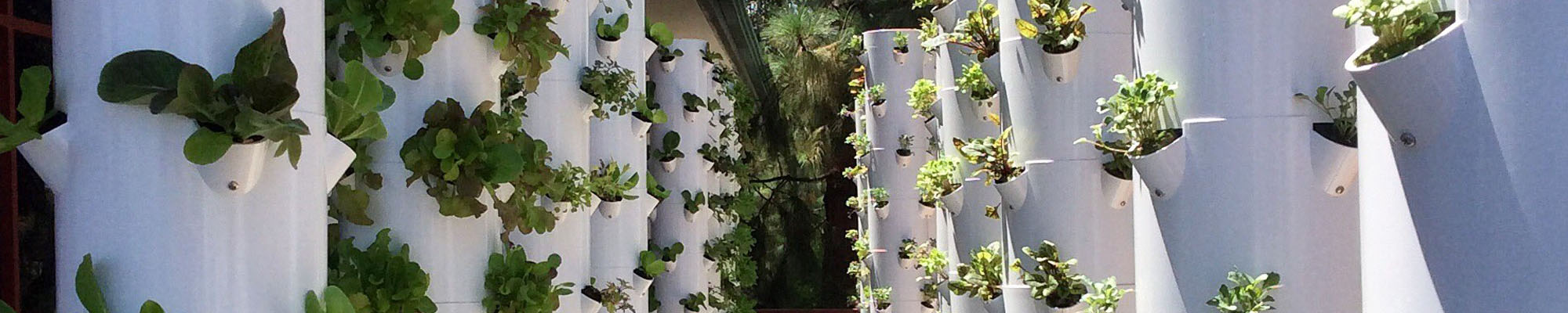 Vertical hydroponic garden at SDSU faculty/staff club