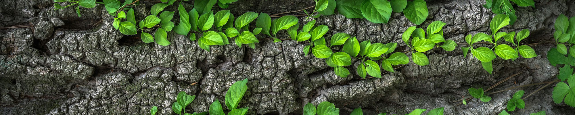 upclose of tree with leaves